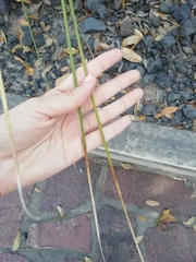 Dasylirion quadrangulatum