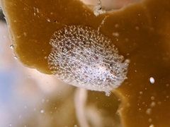 Corambe