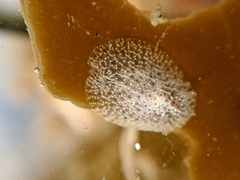 Corambe