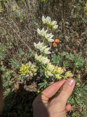 Lupinus densiflorus