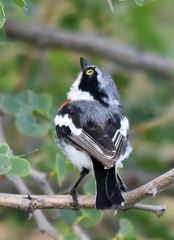 Batis molitor molitor