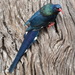 Green Woodhoopoe - Photo (c) copper, some rights reserved (CC BY-NC), uploaded by copper