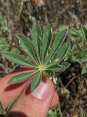 Lupinus densiflorus