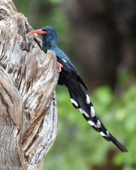 Phoeniculus purpureus marwitzi