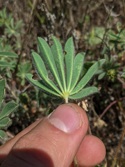 Lupinus densiflorus