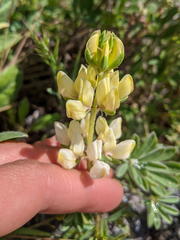 Lupinus densiflorus