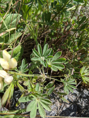 Lupinus densiflorus