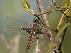 Epitheca semiaquea