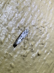 Ethmia bittenella