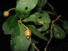 Ternstroemia tepezapote