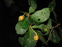 Ternstroemia tepezapote