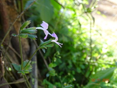 Dicliptera chinensis