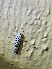 Ethmia bittenella