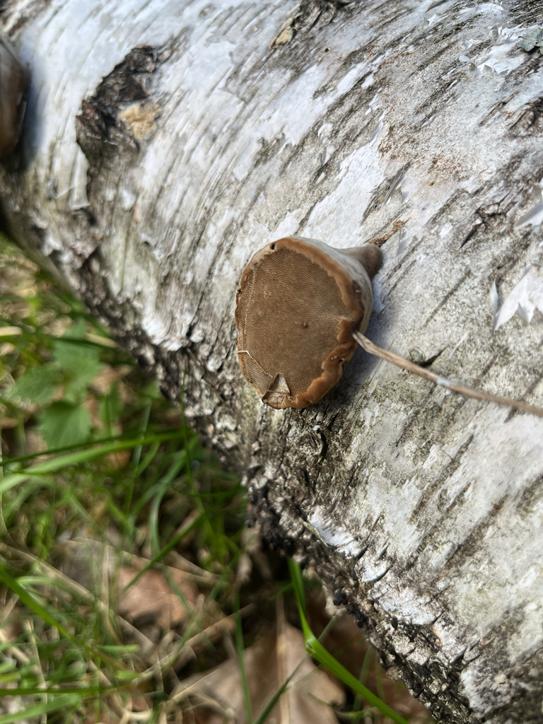 Fomes fomentarius · April 2026 · photo: © arminf82 (iNaturalist, cc-by)