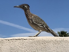 Geococcyx californianus