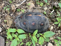 Cuora flavomarginata