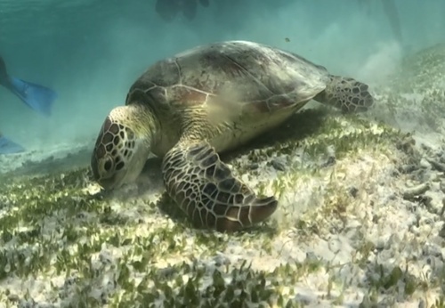 Chelonia mydas