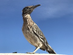 Geococcyx californianus