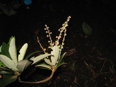 Clethra occidentalis