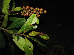 Ruyschia enervia