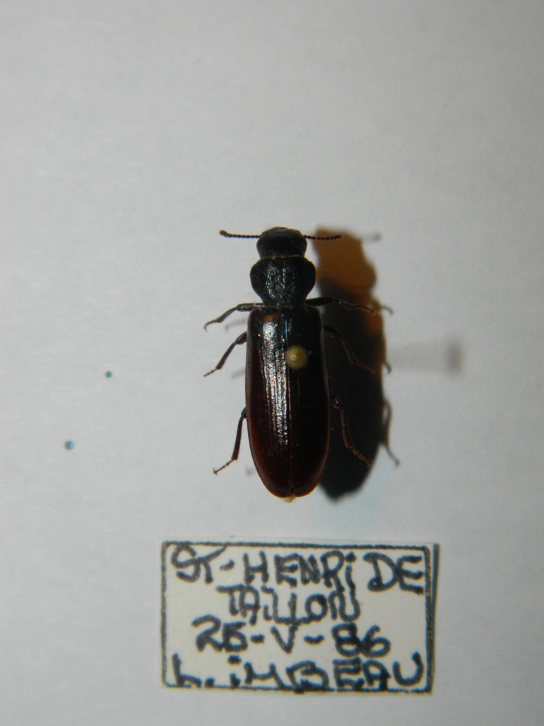 Burnt Conifer Bark Beetle