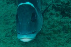 Plectorhinchus playfairi