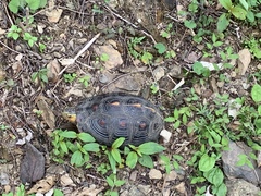 Cuora flavomarginata