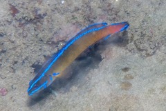Pseudochromis aldabraensis