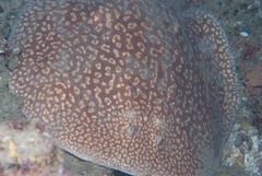 Marbled Electric Eel photo 5