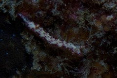 Hypselodoris maculosa