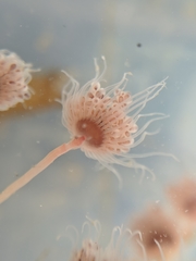 Ectopleura crocea