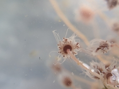 Ectopleura crocea