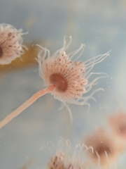 Ectopleura crocea