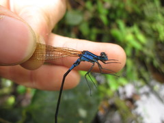 Argia terira