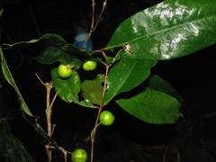 Chamguava schippii