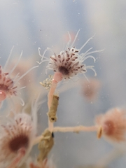 Ectopleura crocea