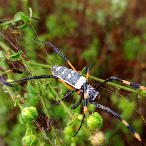 banded-legged golden orb-web spider