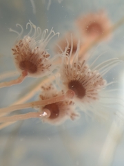 Ectopleura crocea