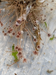 Ectopleura crocea