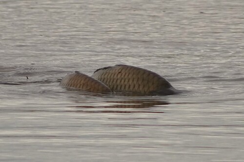 Cyprinus carpio