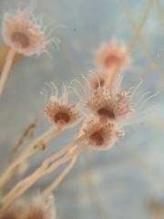 Ectopleura crocea