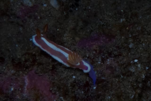 White-stripe Rainbow Dorid