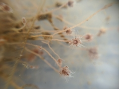 Ectopleura crocea