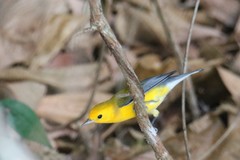 Protonotaria citrea