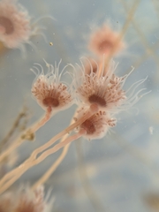 Ectopleura crocea