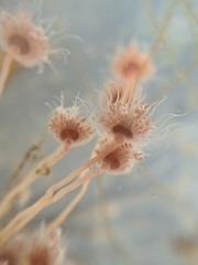 Ectopleura crocea