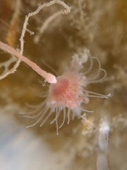 Ectopleura crocea