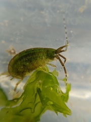 Ampithoe lacertosa