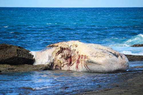 Sperm whale