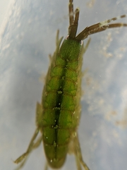 Ampithoe lacertosa